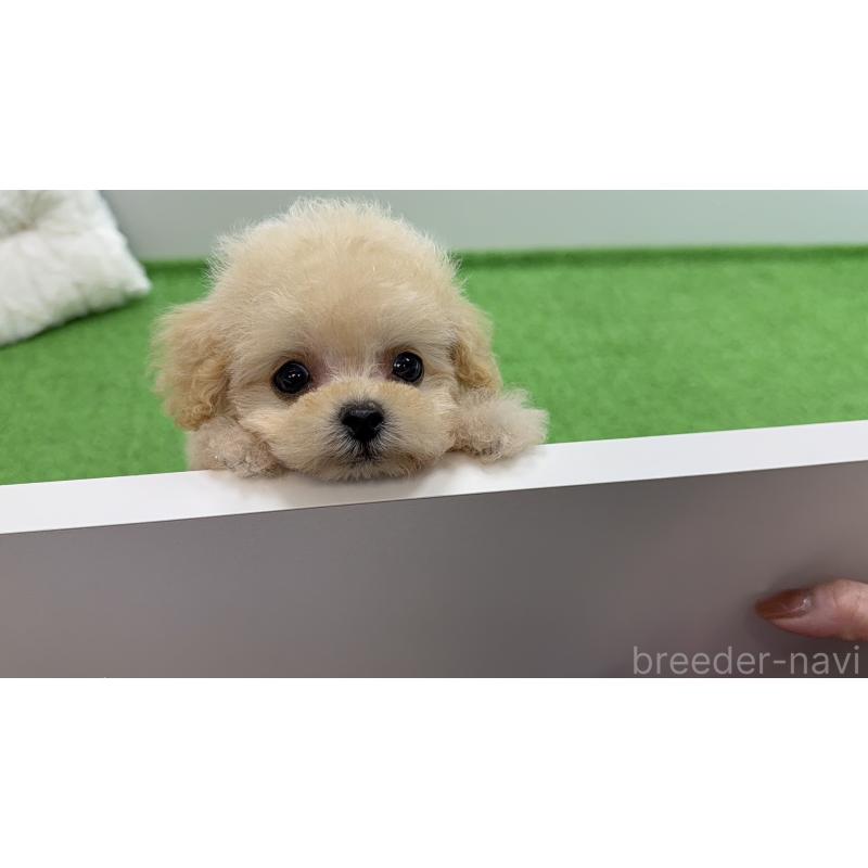 販売中の新潟県のティーカッププードル-453060の14枚目