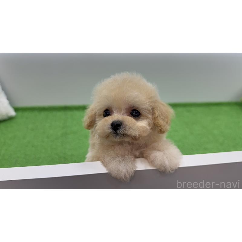 販売中の新潟県のティーカッププードル-453060の12枚目