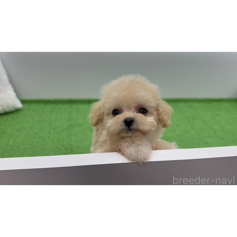 販売中の新潟県のティーカッププードル-453060の11枚目