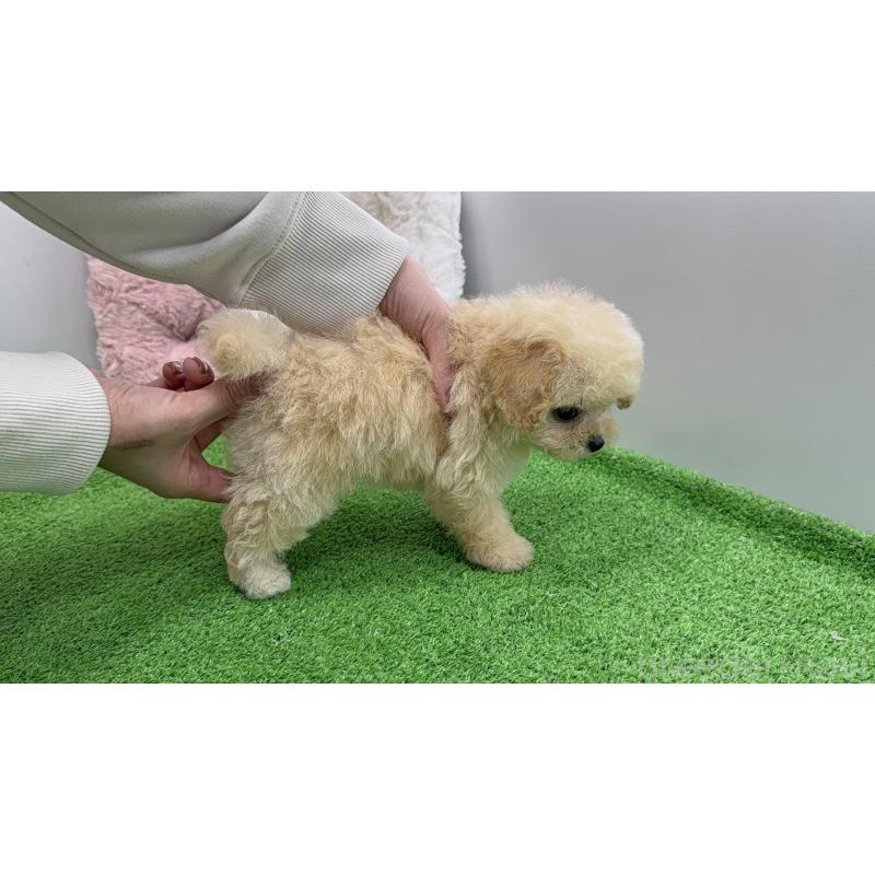 販売中の新潟県のティーカッププードル-453060の10枚目