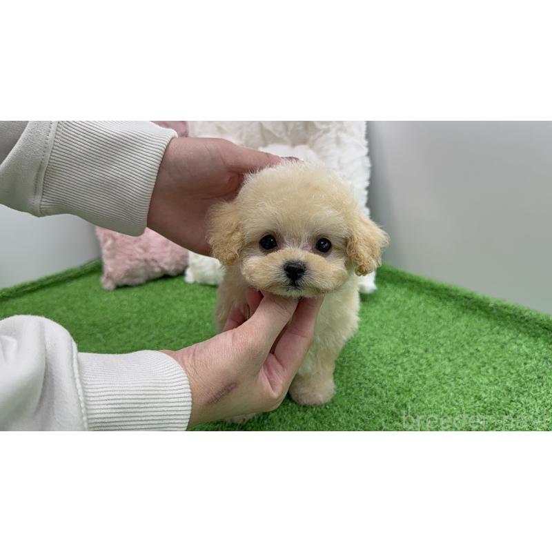 販売中の新潟県のティーカッププードル-453060の8枚目