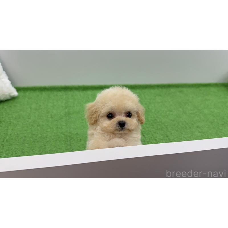 販売中の新潟県のティーカッププードル-453060の6枚目