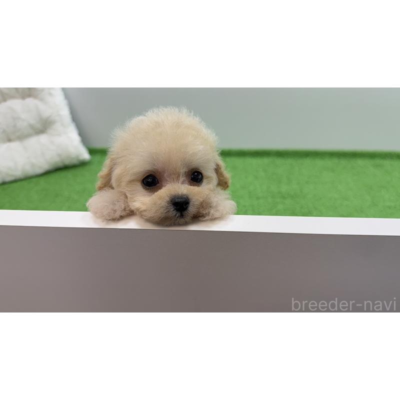 販売中の新潟県のティーカッププードル-453060の5枚目