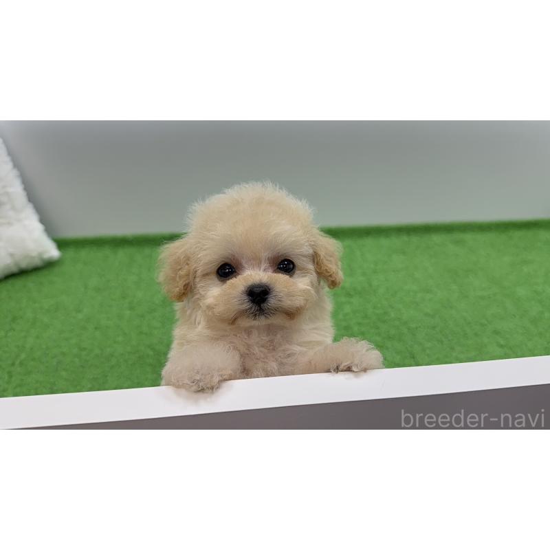 販売中の新潟県のティーカッププードル-453060の2枚目