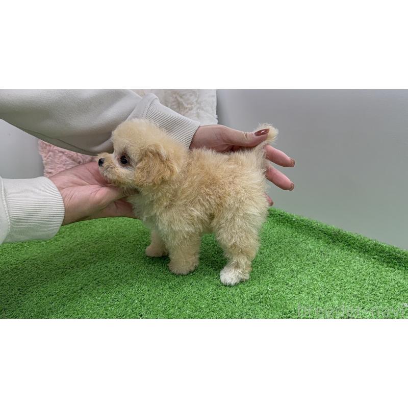 販売中の東京都のティーカッププードル-453061の13枚目