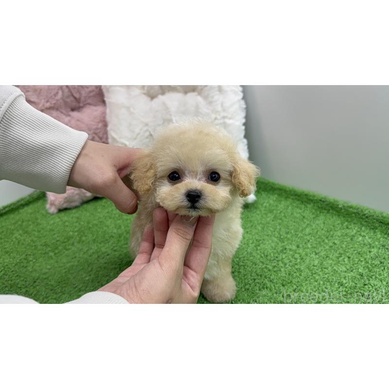 販売中の東京都のティーカッププードル-453061の10枚目