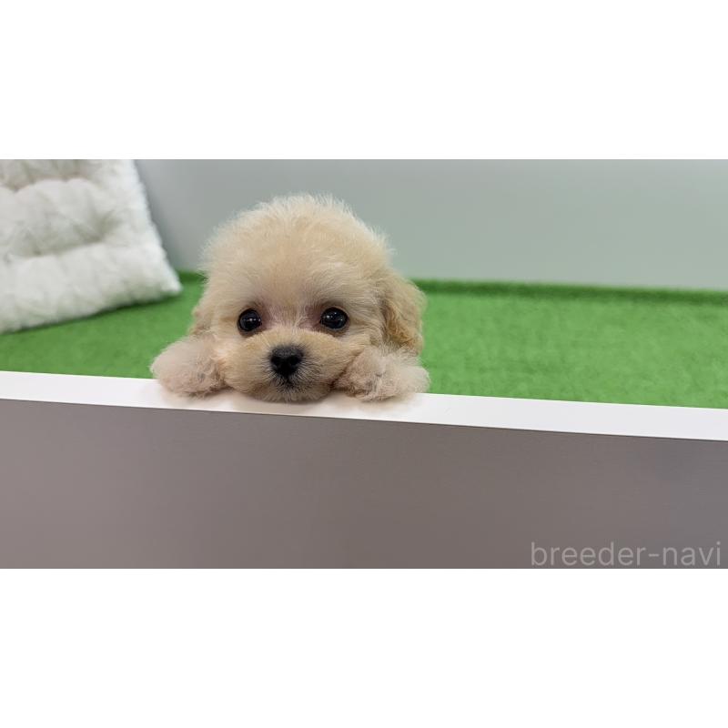 販売中の東京都のティーカッププードル-453061の7枚目