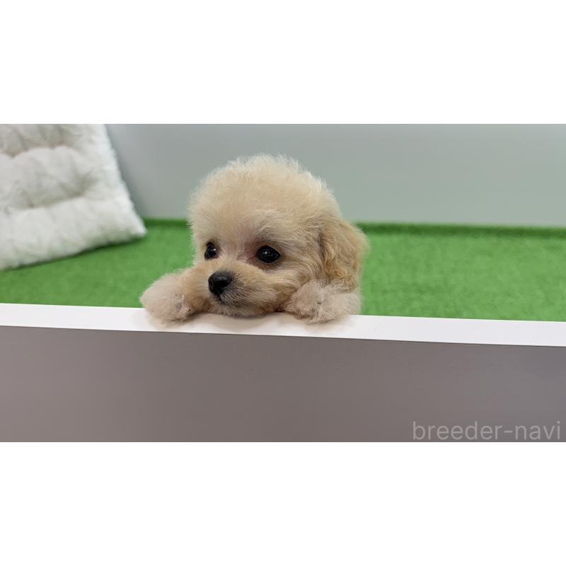 販売中の東京都のティーカッププードル-453061の6枚目