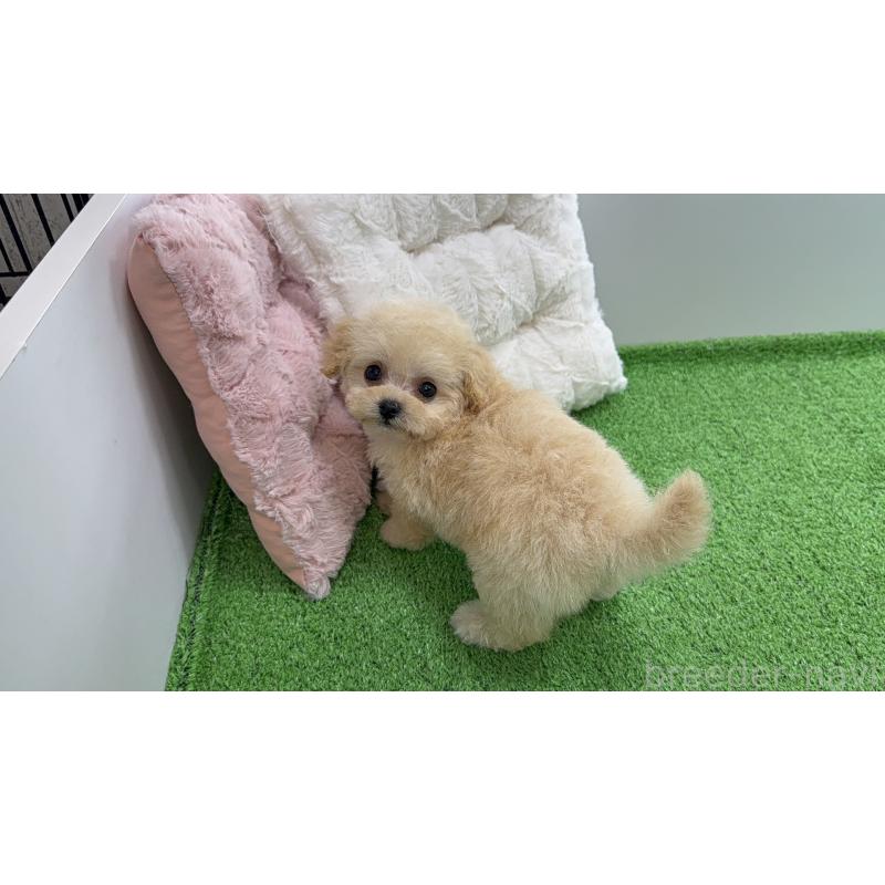 販売中の東京都のティーカッププードル-453061の4枚目