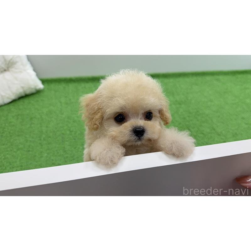 販売中の東京都のティーカッププードル-453061の2枚目