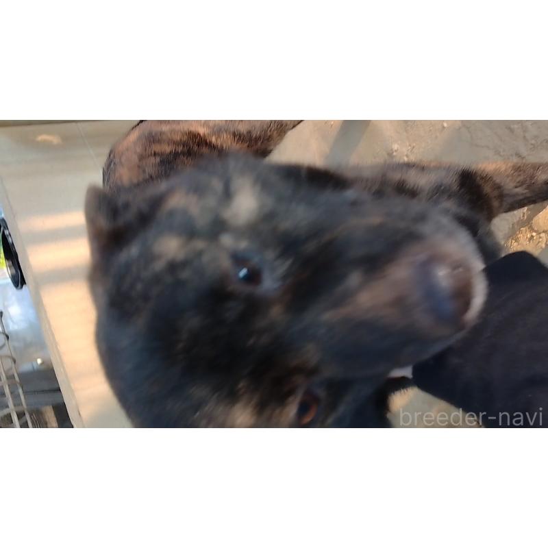 販売中の岡山県の甲斐犬-453062の4枚目