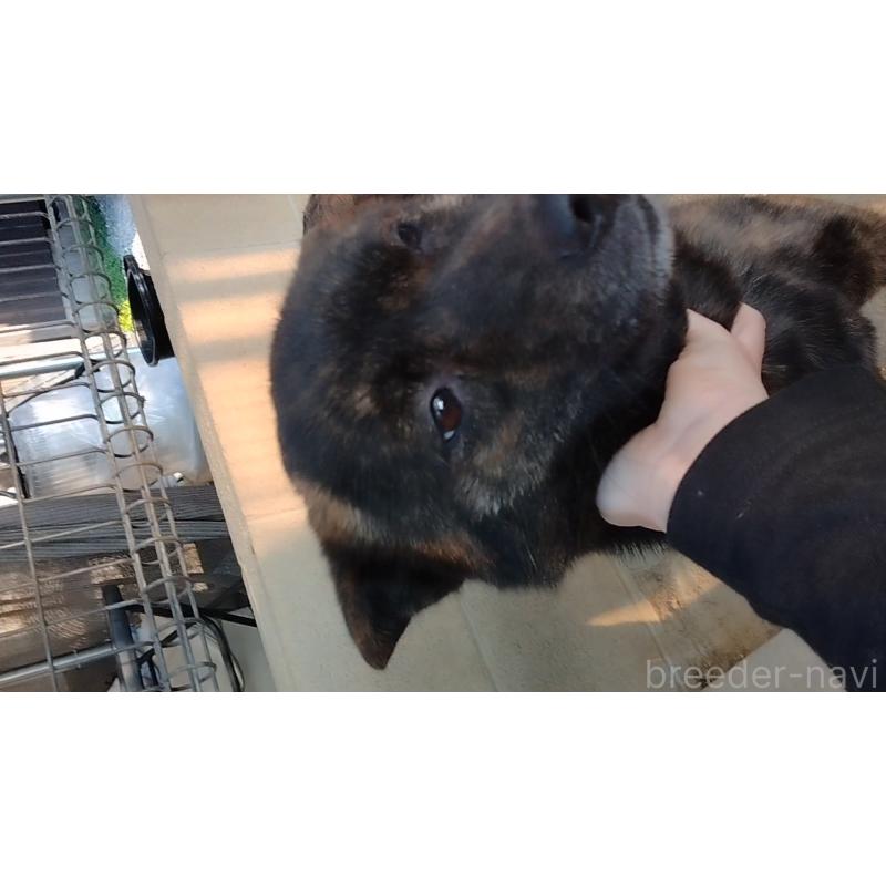 販売中の岡山県の甲斐犬-453062の3枚目
