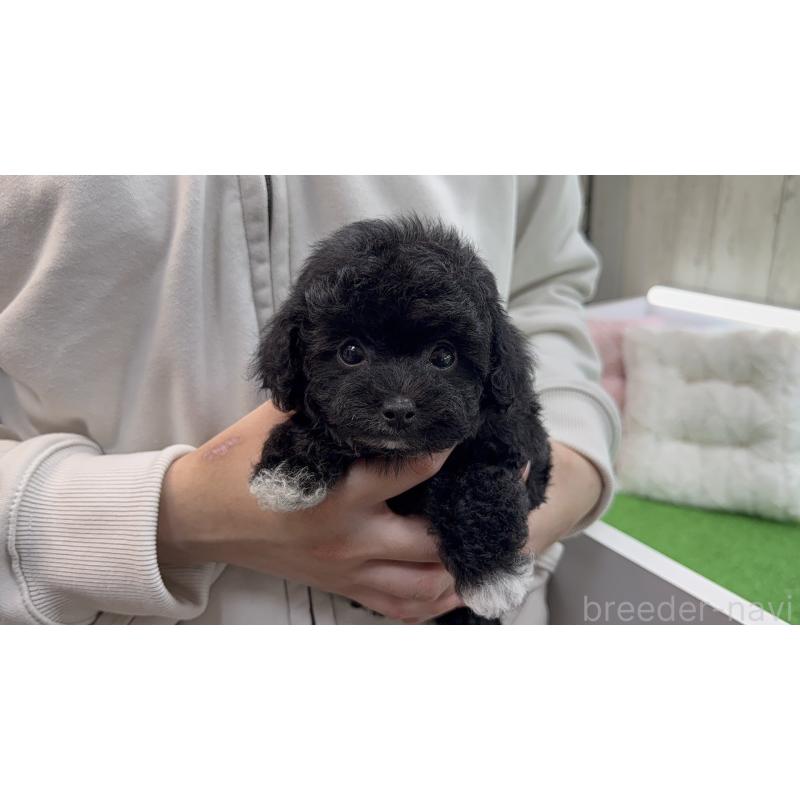 販売中の新潟県のタイニープードル-453066の8枚目