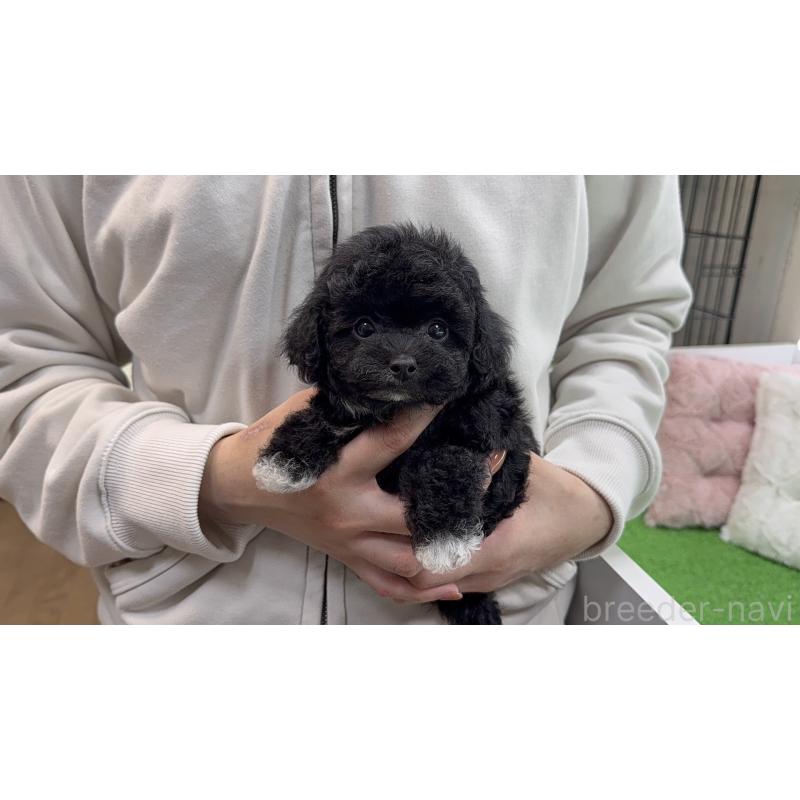 販売中の新潟県のタイニープードル-453066の5枚目