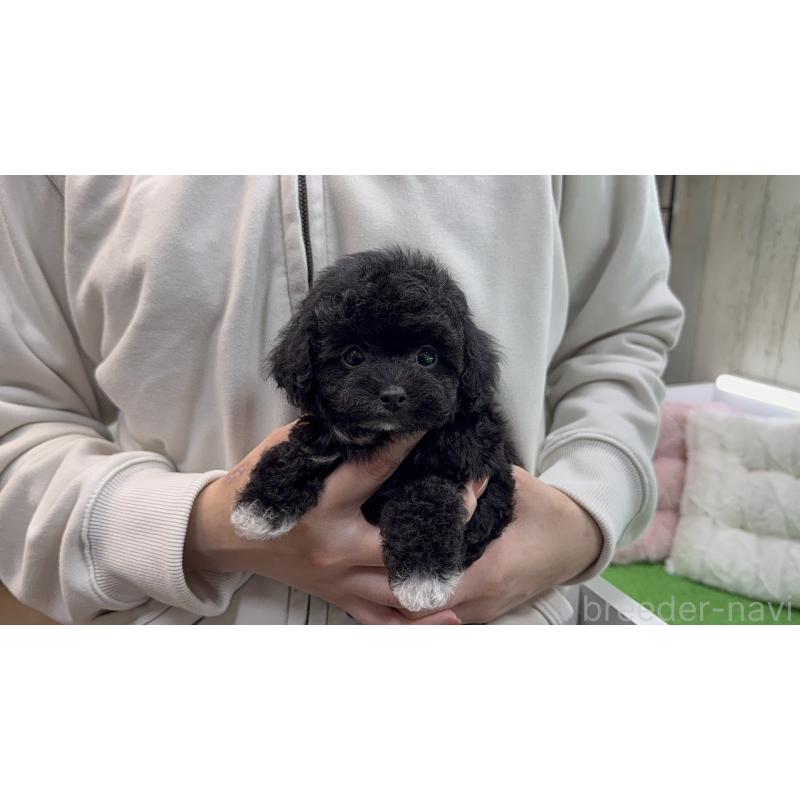 販売中の新潟県のタイニープードル-453066の2枚目