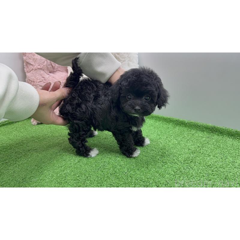 販売中の東京都のタイニープードル-453067の8枚目