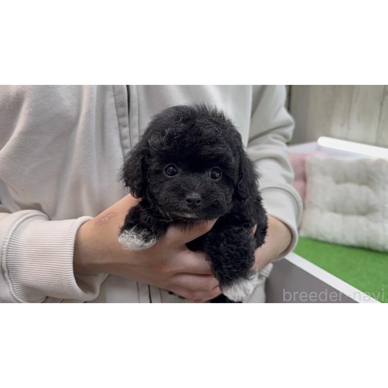 販売中の東京都のタイニープードル-453067の7枚目