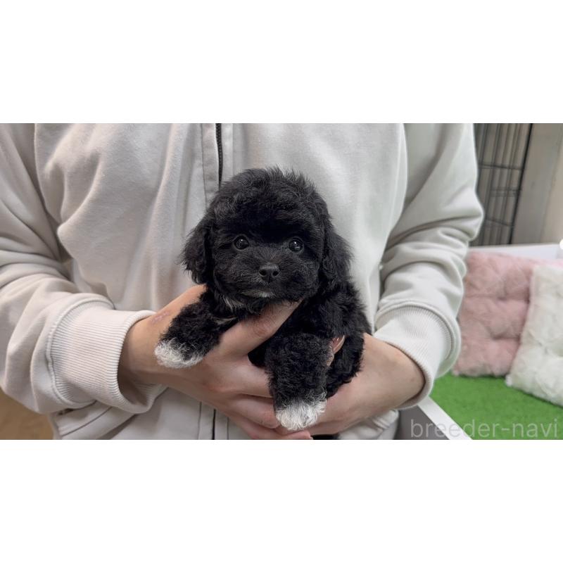 販売中の東京都のタイニープードル-453067の6枚目