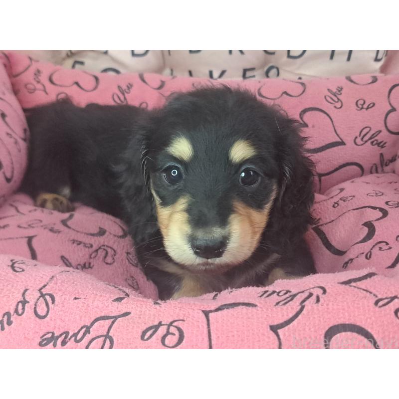 販売中の愛知県のミニチュアダックスフンド(ロングヘアード)-451638