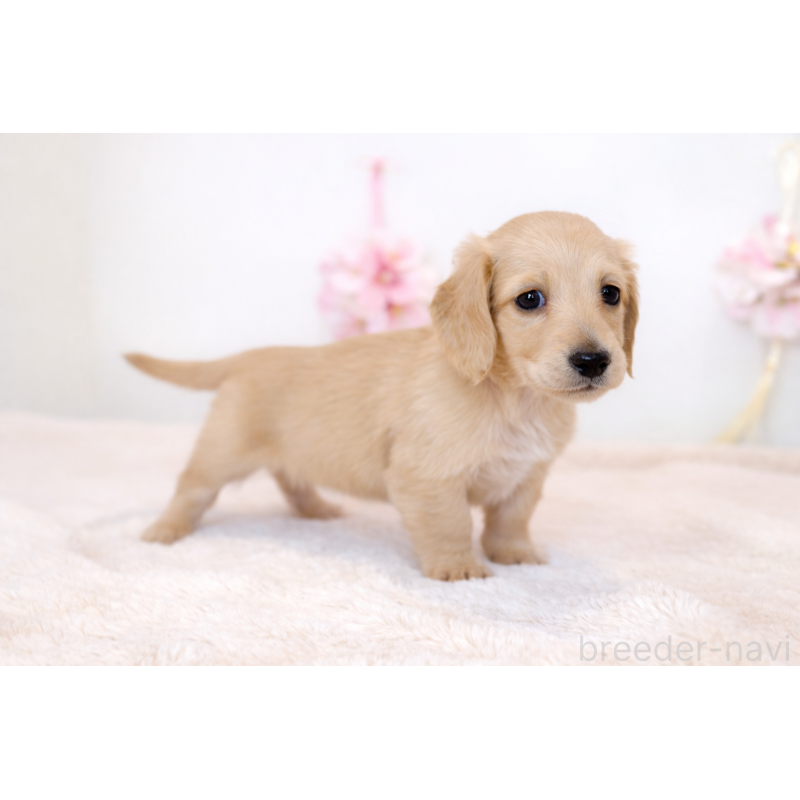 販売中の山口県のミニチュアダックスフンド(ロングヘアード)-453068の2枚目