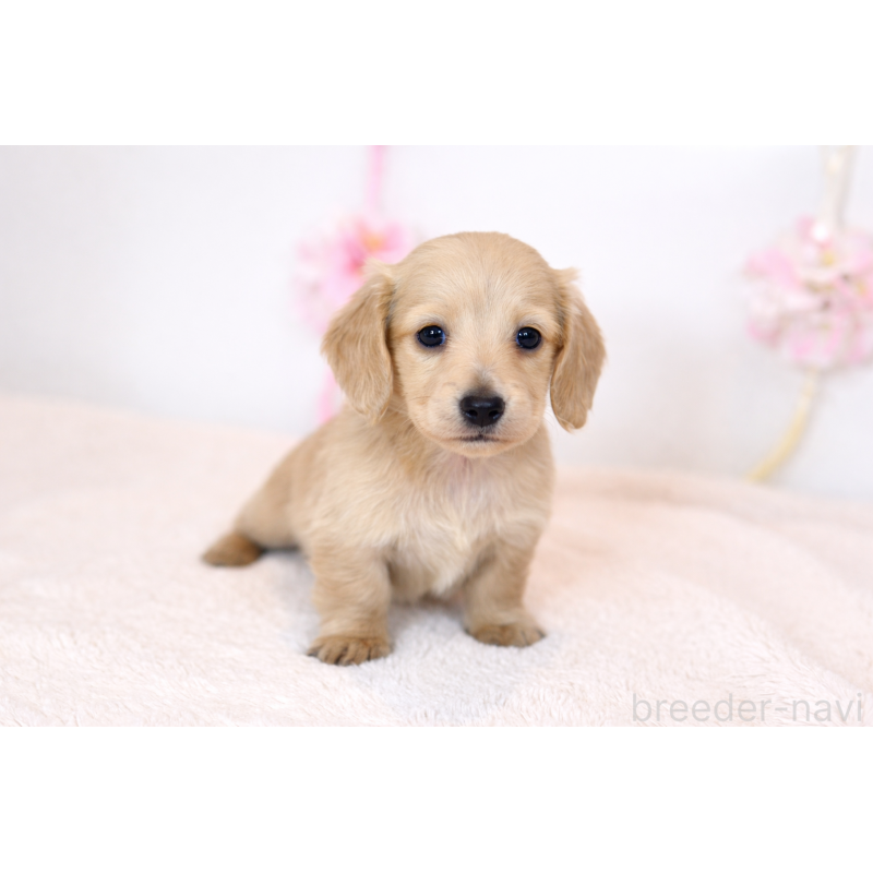 販売中の山口県のミニチュアダックスフンド(ロングヘアード)-453070の3枚目