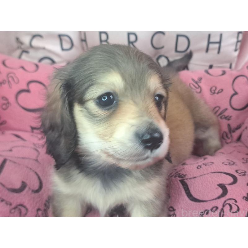 販売中の愛知県のミニチュアダックスフンド(ロングヘアード)-451637