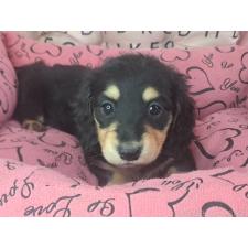 ♀︎ミニチュアダックスフンド(ロングヘアード)