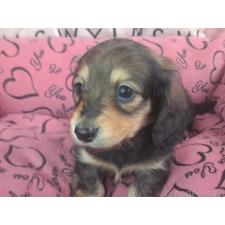 ♀︎ミニチュアダックスフンド(ロングヘアード)