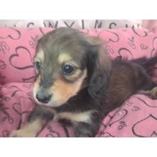 ♀︎ミニチュアダックスフンド(ロングヘアード)