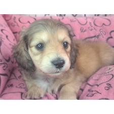 ♀︎ミニチュアダックスフンド(ロングヘアード)