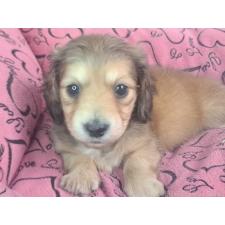 ♀︎ミニチュアダックスフンド(ロングヘアード)