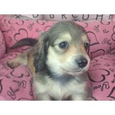 ♀︎ミニチュアダックスフンド(ロングヘアード)