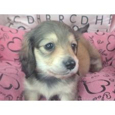 ♀︎ミニチュアダックスフンド(ロングヘアード)