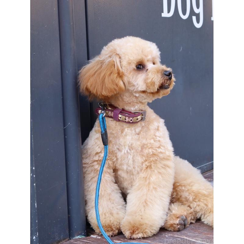 販売中の山口県のトイプードル-426220の4枚目