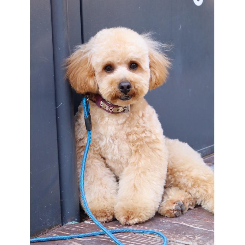 販売中の山口県のトイプードル-426220の2枚目