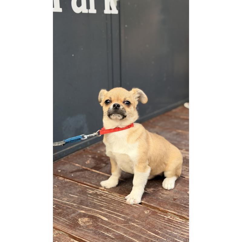 販売中の山口県のミックス犬-445165の5枚目