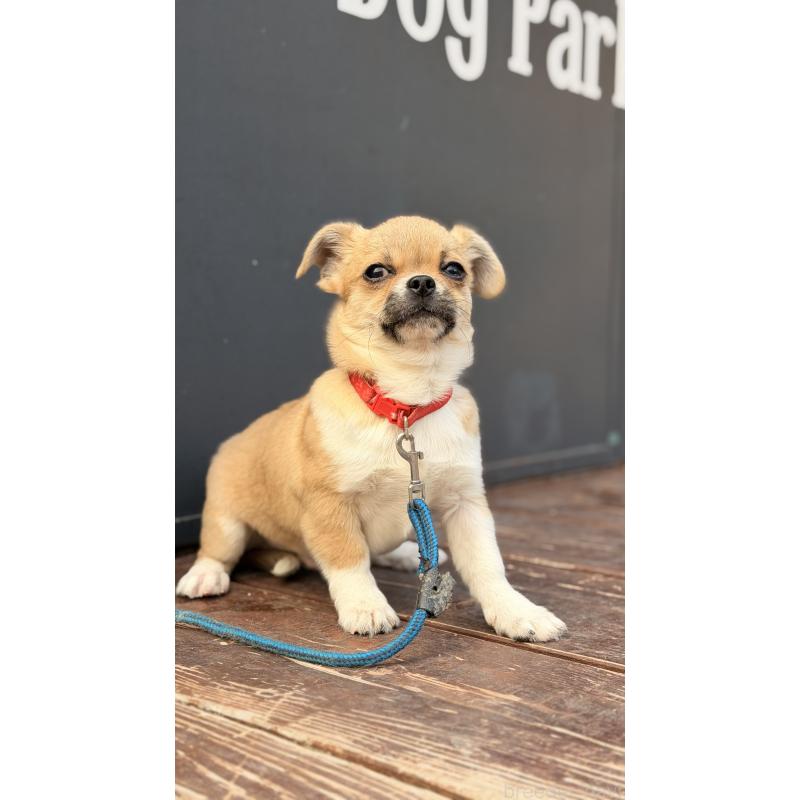 販売中の山口県のミックス犬-445165の4枚目