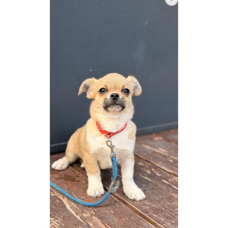 販売中の山口県のミックス犬-445165の3枚目