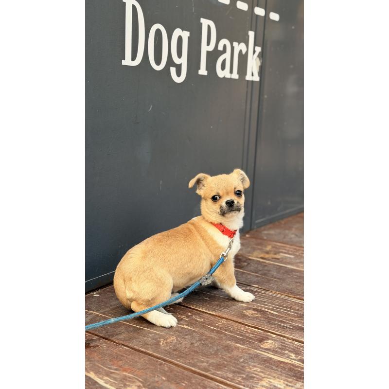 販売中の山口県のミックス犬-445165の2枚目