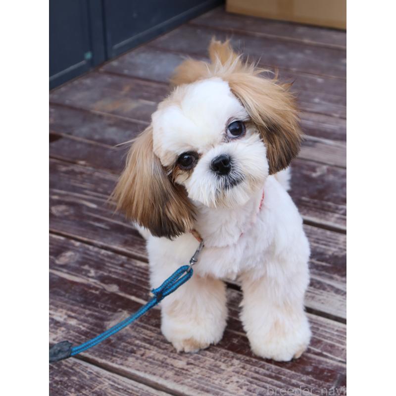 販売中の山口県のシーズー-436700の9枚目