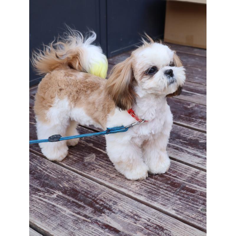 販売中の山口県のシーズー-436700の8枚目