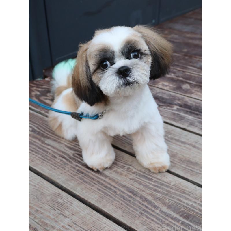 販売中の山口県のシーズー-431507の5枚目