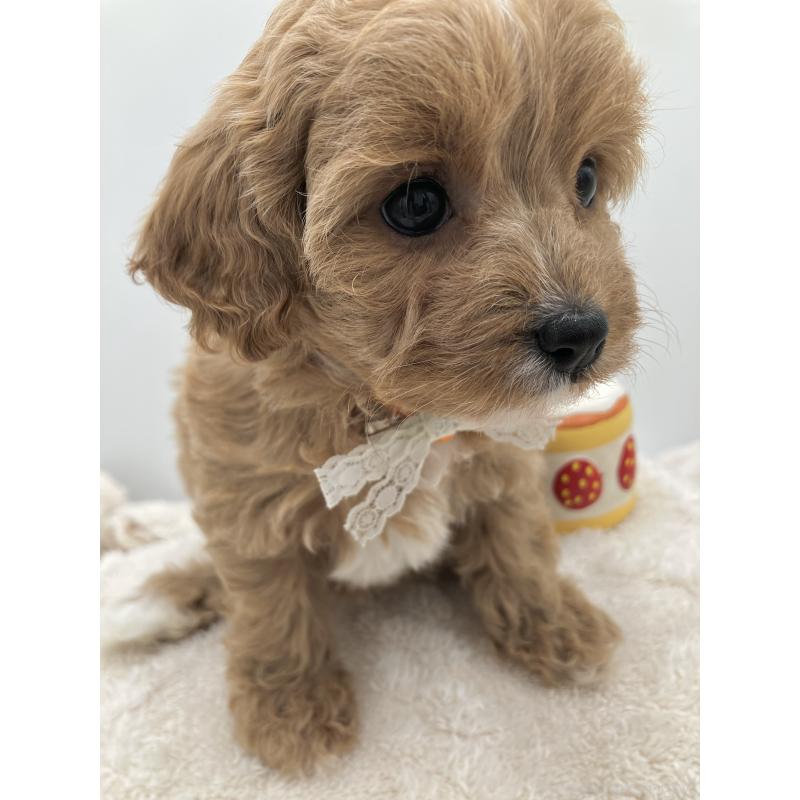 販売中の沖縄県のキャバプー:キャバリア×トイプードル-453058の3枚目