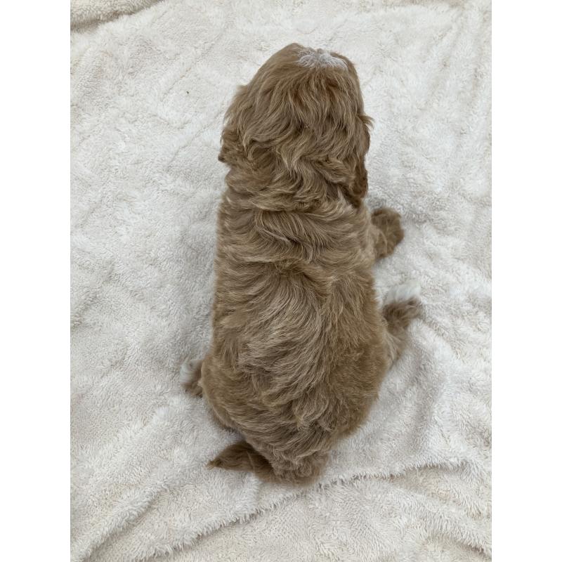 販売中の沖縄県のキャバプー:キャバリア×トイプードル-453058の2枚目