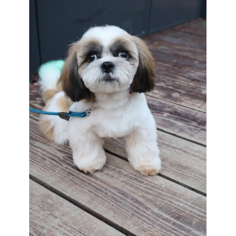 販売中の山口県のシーズー-431507の3枚目