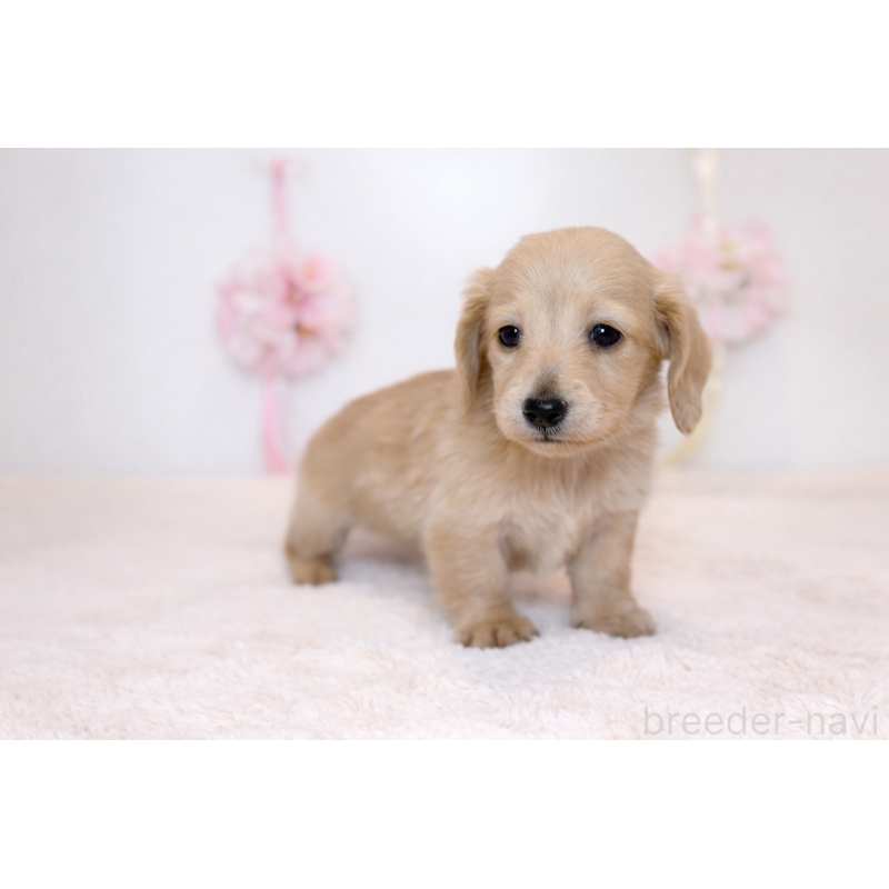 販売中の山口県のミニチュアダックスフンド(ロングヘアード)-453072の2枚目