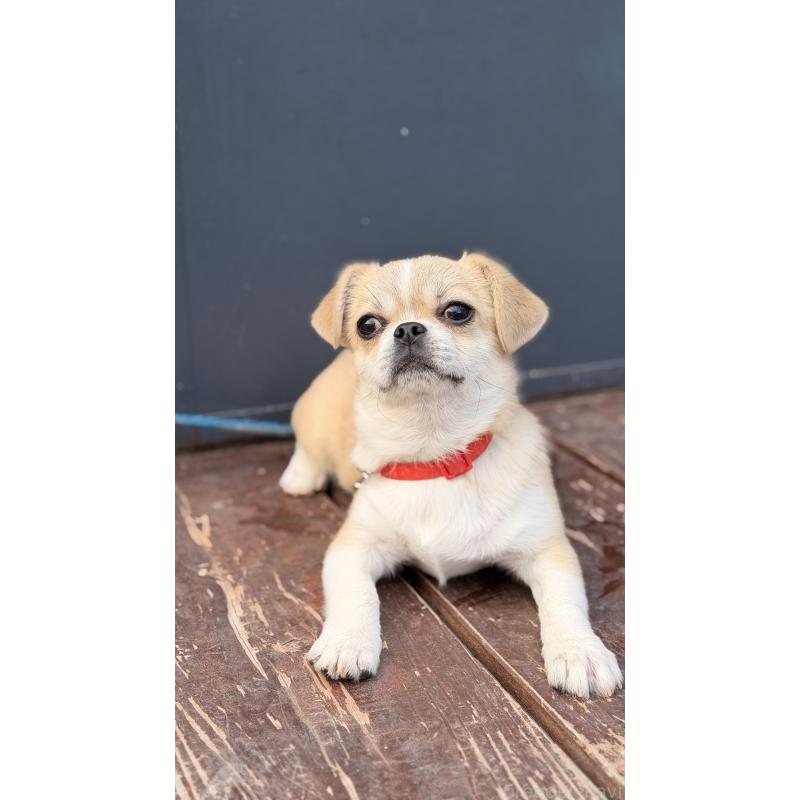 販売中の山口県のミックス犬-445161の4枚目