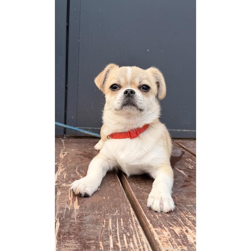 販売中の山口県のミックス犬-445161の3枚目