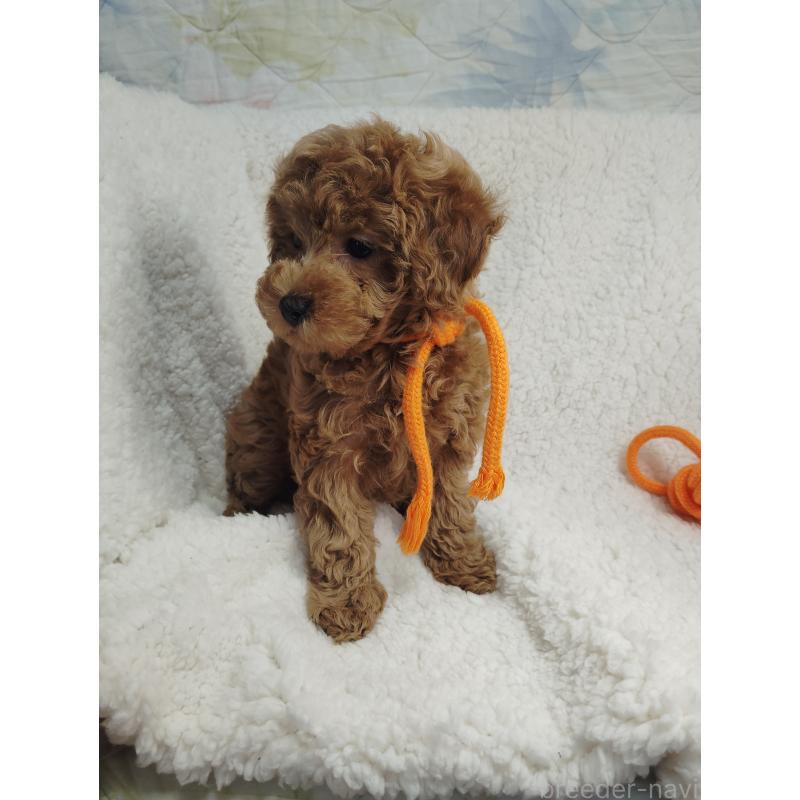 販売中の茨城県のタイニープードル-453073の10枚目