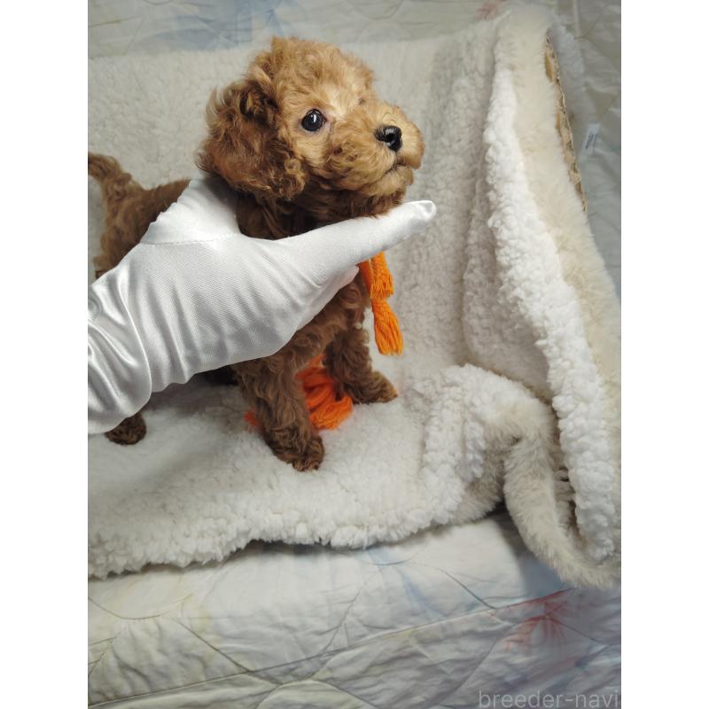 販売中の茨城県のタイニープードル-453073の9枚目